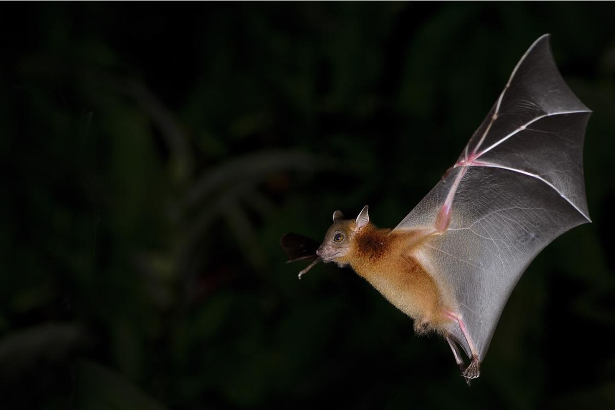 Study: From dogs to bats: Concerns regarding vampire bat-borne rabies in Brazil. Image Credit: Nuwat Phansuwan/Shutterstock