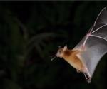 Rabies transmission via vampire bats identified in Brazil
