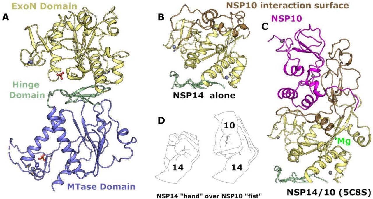 Structure of NSP14 in the absence of NSP10. (A) Overall NSP14 structure with the ExoN domain colored yellow, hinge domain in green and MTase domain blue, zinc ions are shown as grey spheres. (B) Close up view of the ExoN domain with regions that were observed to shift conformation highlighted in “sand” color. (C) Structure of the ExoN domain of SARS-CoV NSP14 in complex with NSP10 (shown in pink) viewed from the same orientation as for panel B. (D) The interaction between NSP14 and NSP10 has been described as “hand over fist”, by the same logic the “fingers” of NSP14 collapse back toward the core resembling a closed “fist”.