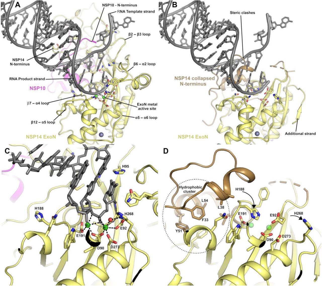 The NSP14 ExoN active site is formed upon binding to NSP10. (A) View of the ExoN domain of the NSP14 NSP10 complex bound to a mismatch containing double-stranded RNA molecule as recently solved by cryo EM9. Key residues in the catalytic center are shown in the stick format and the secondary structure elements that form the wider active site are labeled. (B) View of the NSP14 ExoN domain in the absence of NSP10, the mismatch containing RNA is shown for reference and forms significant steric clashes with residues that constitute the collapsed N-terminus (shown in sand color). (C) Zoomed-in view of the active site catalytic center of the NSP14 NSP10 RNA complex with metal ion coordinating residues labeled. (D) NSP14 in the absence of NSP10 viewed from the same orientation. A hydrophobic cluster adjacent to the active site (shown in Sand color) flips H188 into a position where it likely disrupts the binding of M2 (shown for reference as semitransparent green spheres).