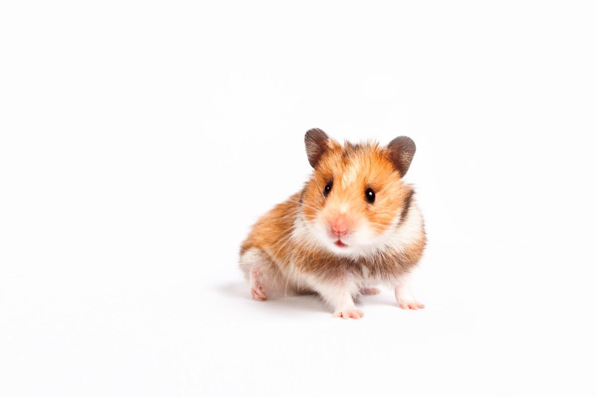 Study: Protective Immunity of the Primary SARS-CoV-2 Infection Reduces Disease Severity Post Re-Infection with Delta Variants in Syrian Hamsters. Image Credit: Natalia7/Shutterstock