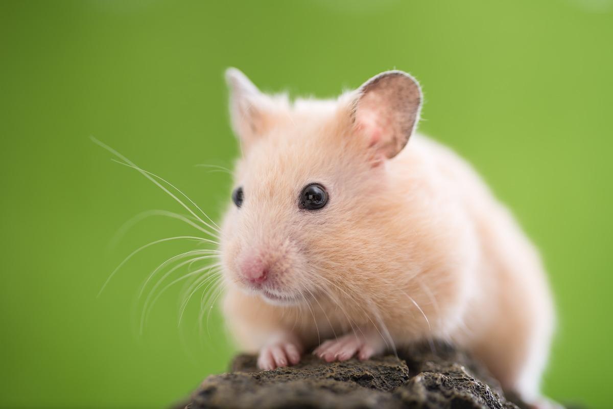 Study: VSV-Based Vaccines Reduce Virus Shedding and Viral Load in Hamsters Infected with SARS-CoV-2 Variants of Concern. Image Credit: stock_shot/Shutterstock