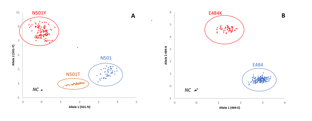 Mutation Discrimination assay. A) N501Y/T plot: samples with confirmed SARS-CoV-2 Wild strain N501 in blue, N501Y variant in red and N501T variant in yellow. B) E484K plot: samples with confirmed SARS-CoV-2 Wild strain E484 in blue, E484K variant in red.