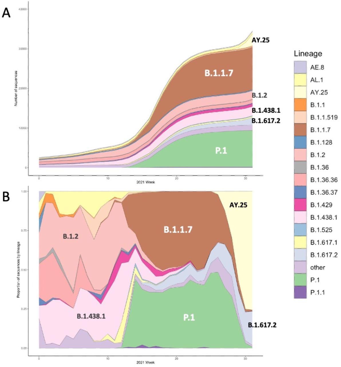 The cumulative number (A) and lineage proportion (B) of SARS-CoV-2 sequences per week included in the study, coloured by lineage. Major lineages present in the data are annotated.