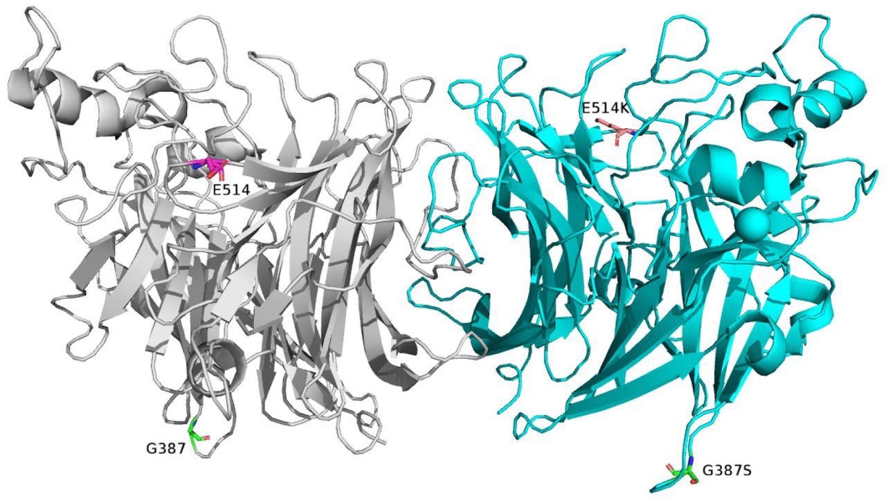 Molecular structure of the HPIV3 HN protein with monomers colored gray (left) and cyan (right). The structure was visualized using PyMol v2.0 (PDB no. 1V3B). The locations of G387 and E514 are highlighted as sticks in the left monomer, and G387S and E514K mutations after mutagenesis are indicated in the right monomer.