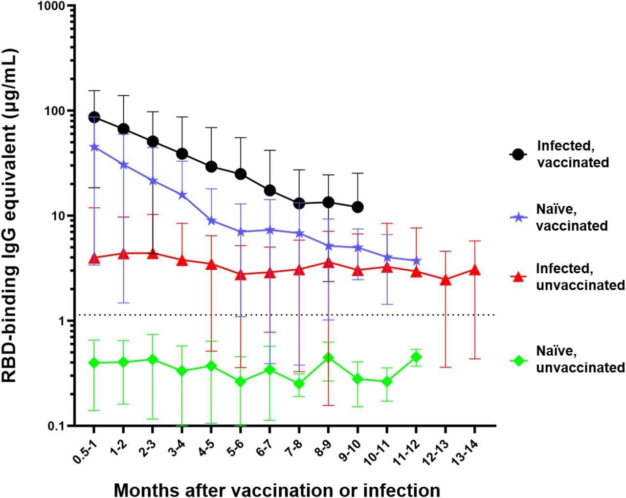 Differential waning of RBD-binding IgG antibody levels based on vaccination and infection status. Naïve unvaccinated (n=418) and infected unvaccinated (n=306) show no change in antibody levels over time (p>0.05); naïve, vaccinated participants (n=515) and infected, vaccinated participants (n=303) both show significant waning over the time (****p<0.0001). The antibody level of the naïve unvaccinated group was always lower than the other groups (****p<0.0001); the infected vaccinated group was always higher than any other group (*p<0.05); naïve, vaccinated group is higher than infected, unvaccinated group for the first 4 months after vaccination (**p<0.0014). The rate of decay was only significantly different between the vaccinated and infected groups (****p<0.0001) but not between the two vaccinated (p=0.7762) and the two unvaccinated groups (p=0.9476). Number of months start with the time of reception of the primary vaccines series for the vaccinated groups, time of infection for the infected unvaccinated group, and the first available timepoint for the naïve unvaccinated group.