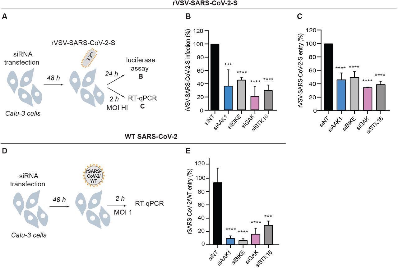 NAKs are required for the entry of pseudovirus and WT SARS-CoV-2. (A) Schematic of the experiments shown in panels B and C. (B) rVSV-SARS-CoV-2-S infection at 24 hpi of Calu-3 cells depleted of the indicated NAKs-by siRNAs (Figure 1B) measured via luciferase assays. (C) rVSV-SARS-CoV-2-S entry at 2 hpi of Calu-3 cells (high MOI) depleted of the indicated NAKs by siRNAs measured via RT-qPCR. (D) Schematic of the experiment shown in panel E. (E) rSARS-CoV-2/WT entry at 2 hpi of Calu-3 cells (MOI=1) depleted of the indicated NAKs by siRNAs measured via RT-qPCR. Data in all panels are representative of 2 or more independent experiments. Individual experiments had 3 biological replicates, means ± SD are shown. Data are relative to siNT (B, C, E). ***P < 0.001; ****P < 0.0001 by 1-way ANOVA followed by Dunnett’s multiple comparisons test.