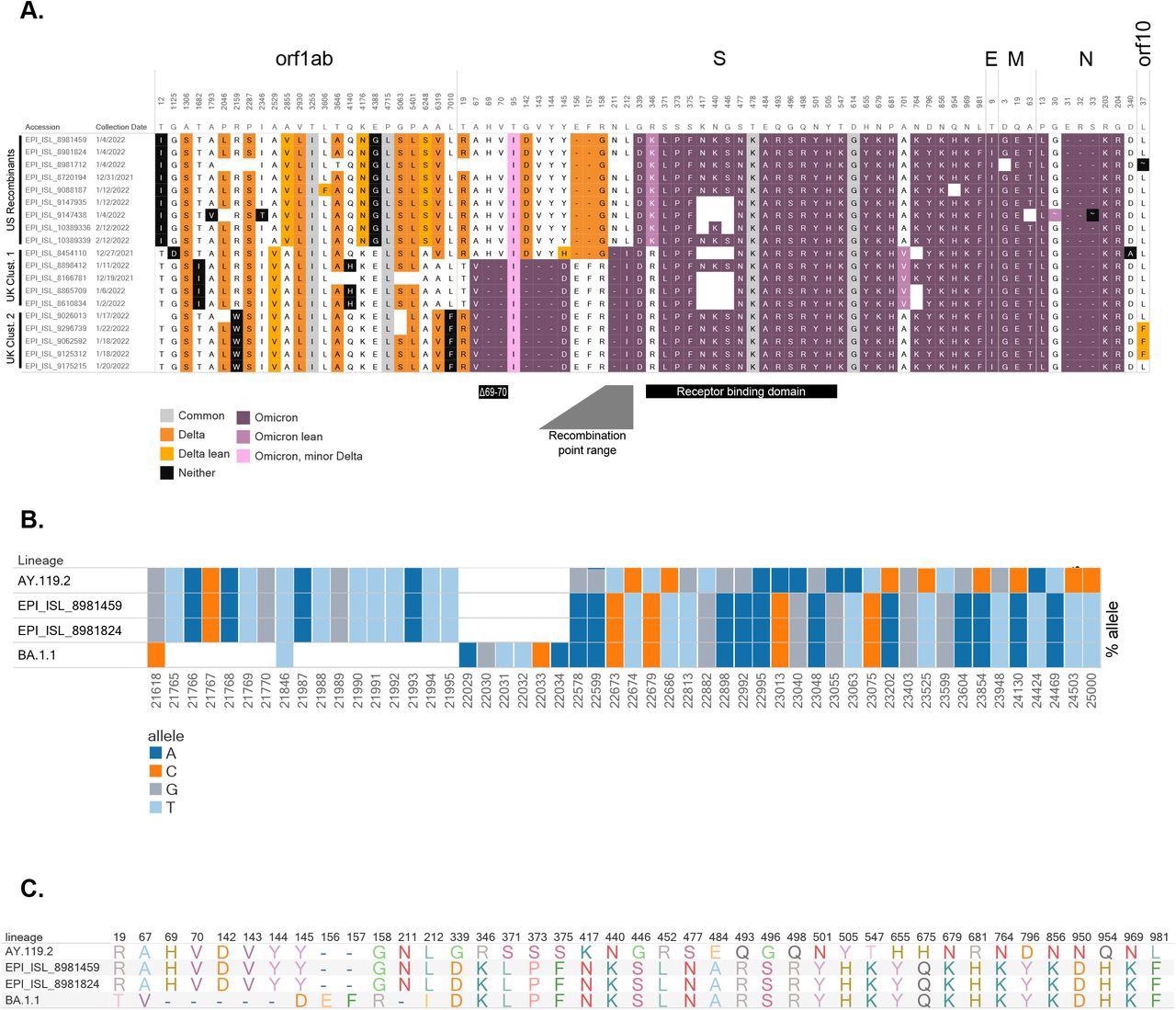 Composition of candidate recombinant virus genomes (A) Amino acid profiles of putative recombinants in the United States and the United Kingdom. Delta-associated mutations are shown in orange and omicron-associated mutations are shown in purple (see Appendix). Distinct clusters are shown, as sequences from the US appear to have recombination within S, while UK samples from two clusters show recombination before S. The BA.1.1 (Omicron) deletion associated with “S-gene target failure” (Δ69-70), the receptor-binding domain, and the range containing the recombination location is noted. (B) Bar chart illustrating the proportion of reads supporting each SNV and deletion around the recombination site for a representative AY.119.2 (Delta) genome [EPI_ISL_6811176], recombinant [EPI_ISL_8981459, EPI_ISL_8981824], and a representative BA.1.1 (Omicron) genome [EPI_ISL_9351600]. Each bar shows the proportion of reads containing the given allele (colored by A, C, T, and G) at each position for each sample. White boxes denote deletions, variants are relative to Wuhan-Hu-1. (C) Amino acid profiles within S gene for the representative AY.119.2 (Delta), the candidate recombinants, and representative BA.1.1 (Omicron) specimens.
