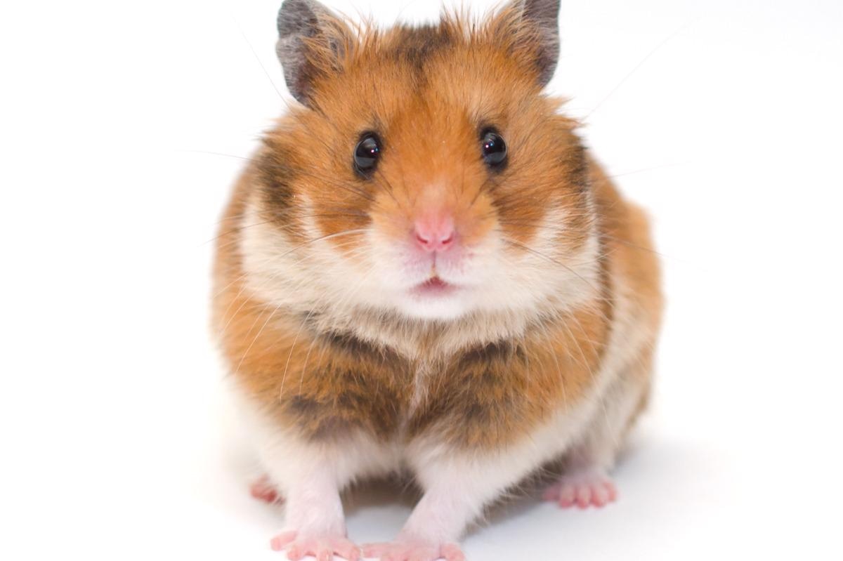 Study: Differences in neuroinflammation in the olfactory bulb between D614G, Delta and Omicron BA.1 SARS-CoV-2 variants in the hamster model. Image Credit: Olena Kurashova/Shutterstock