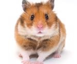 Examining differences in neurological manifestations induced by SARS-CoV-2 variants in hamsters