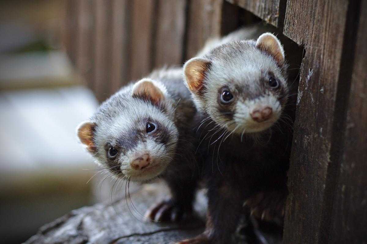 Study: Influenza infection in ferrets with SARS-CoV-2 infection history. Image Credit: Harald Schmidt/Shutterstock