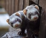 Evaluating severity of influenza infection in ferrets with COVID-19 history