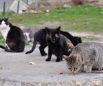Study investigates SARS-CoV-2 infection in Swiss stray cats