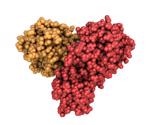 Study shows potential inhibition of SARS-CoV-2 main protease by natural phytochemicals