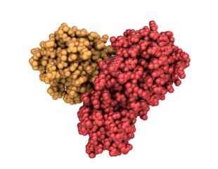 Study shows potential inhibition of SARS-CoV-2 main protease by natural phytochemicals