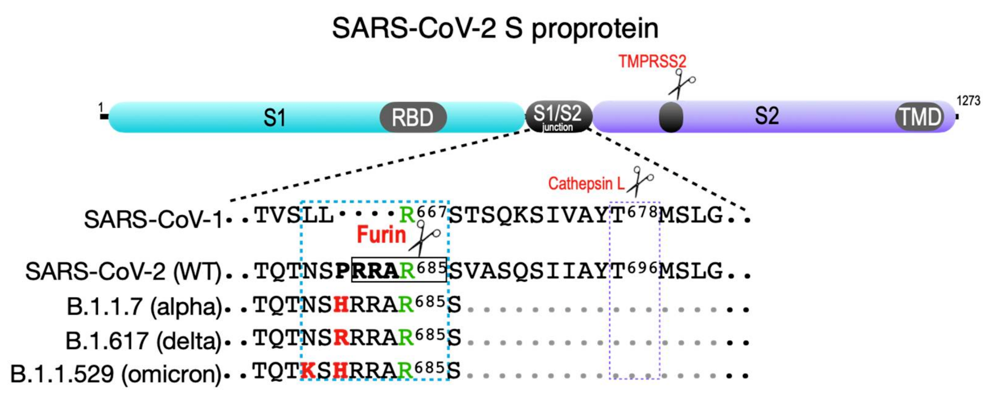 SARS-CoV-2 spike protein. Shown are the S1 and S2 segments in the SARS family S proprotein that flank the S1/S2 cleavage site junction as well as the ACE2 receptor-binding domain (RBD) in S1 and the transmembrane domain (TMD) in S2. The S2′ TMPRSS2 cleavage site is common to all SARS coronaviruses (violet box). The SARS-CoV-1 S1/S2 junction is cut by cathepsin L at Thr678 . SARS-CoV-2 contains a four-amino-acid insertion (PRAA684), which converts the trypsin-sensitive Arg685 residue (green) to the P1 site cut by furin (RRAR685, boxed). The cyan box also shows the B.1.1.7 (alpha variant) furin site containing the P681 → H change; the more transmissible B.1.617.2 (delta variant) furin site, which contains the P681 → R change; and the recently reported B.1.1.529 (omicron variant), which contains both P681 → H and N679 → K changes.