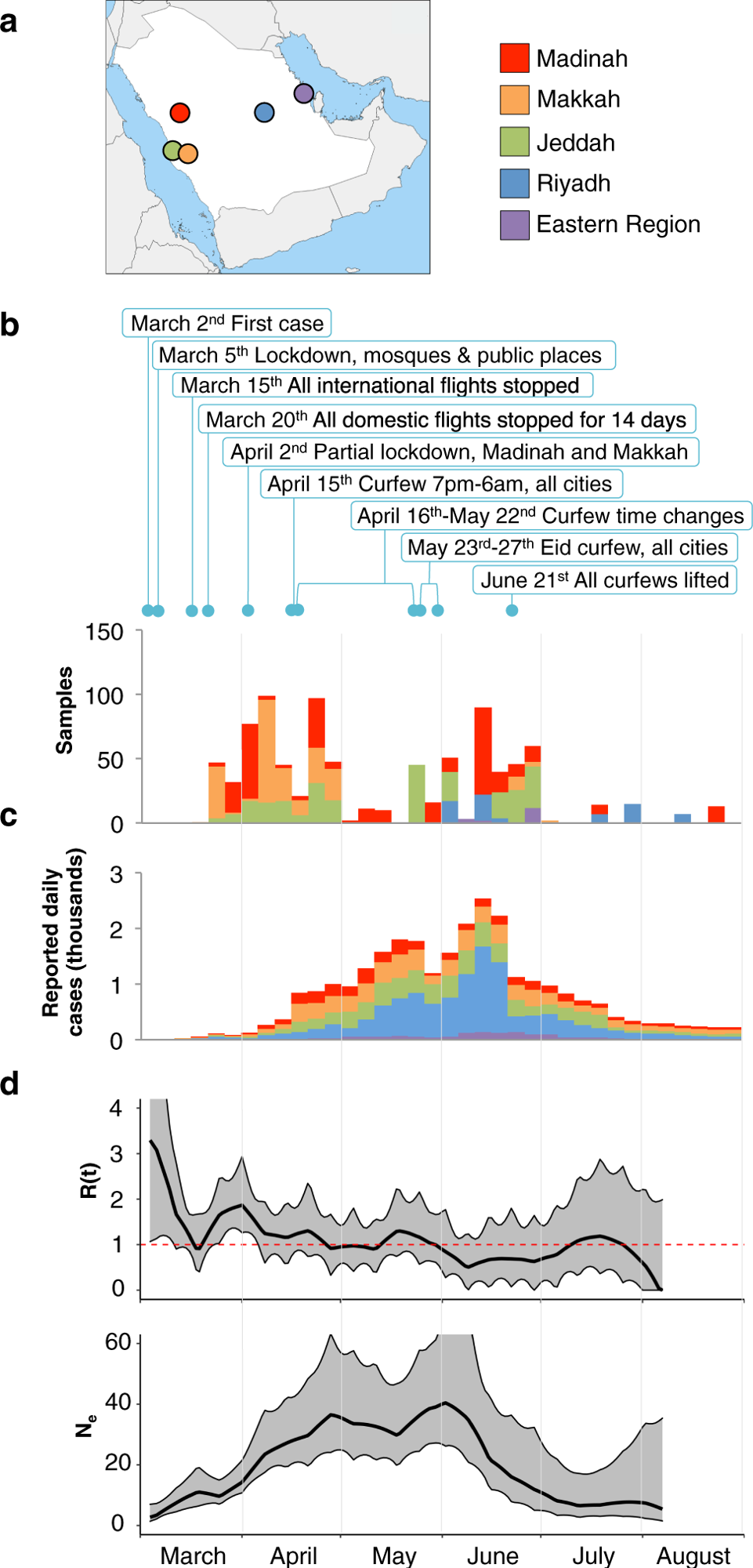 a Locations of the sampling cities within Saudi Arabia. b Stacked bars showing the numbers of samples retrieved from the 4 cities and the Eastern region during the first six months of the pandemic. Cities are colored as in panel a. Months are shown at the bottom of the figure, and each month is divided into 5-day intervals. New daily cases for the city of Khobar are shown on the Eastern Region plot. Major restrictions imposed by the Ministry of Health and by Royal decrees are indicated above plots. c Stacked bars showing the average numbers of new daily cases in sampling cities (Supplementary Note 1). d Estimate of effective reproduction number [Rt] over time in Saudi Arabia (top) and the estimate of effective population size [Ne], the relative population size required to produce the diversity seen in the sample (bottom). Central black lines show median estimates, and gray confidence areas denote the 95% credible intervals. The red horizontal red line represents an R of 1, the level required to sustain epidemic growth.