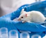 Divalent SARS-CoV-2 fusion vaccine found to be effective in mice