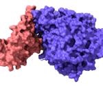 Researchers create method to track SARS-CoV-2 RBD binding in vivo