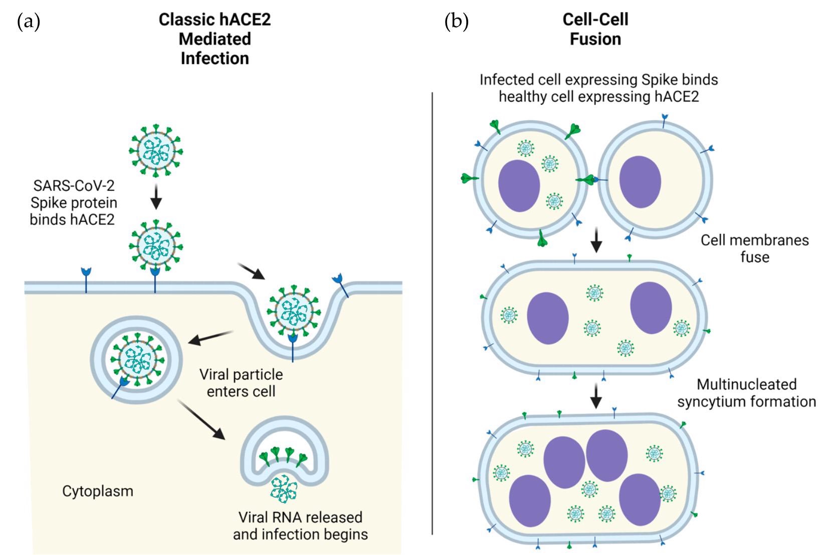 SARS-CoV-2 viral particles into human cells, mediated by ACE2. (b) Cellular infection by ACE2- spike mediated cell-cell fusion. Infection in human (h) cells is used as an example. Figure 1. ACE2-mediated cellular infection by SARS-CoV-2. (a) Schematic of direct cellular entry of SARS-CoV-2 viral particles into human cells, mediated by ACE2. (b) Cellular infection by ACE2-spike mediated cell-cell fusion. Infection in human (h) cells is used as an example.