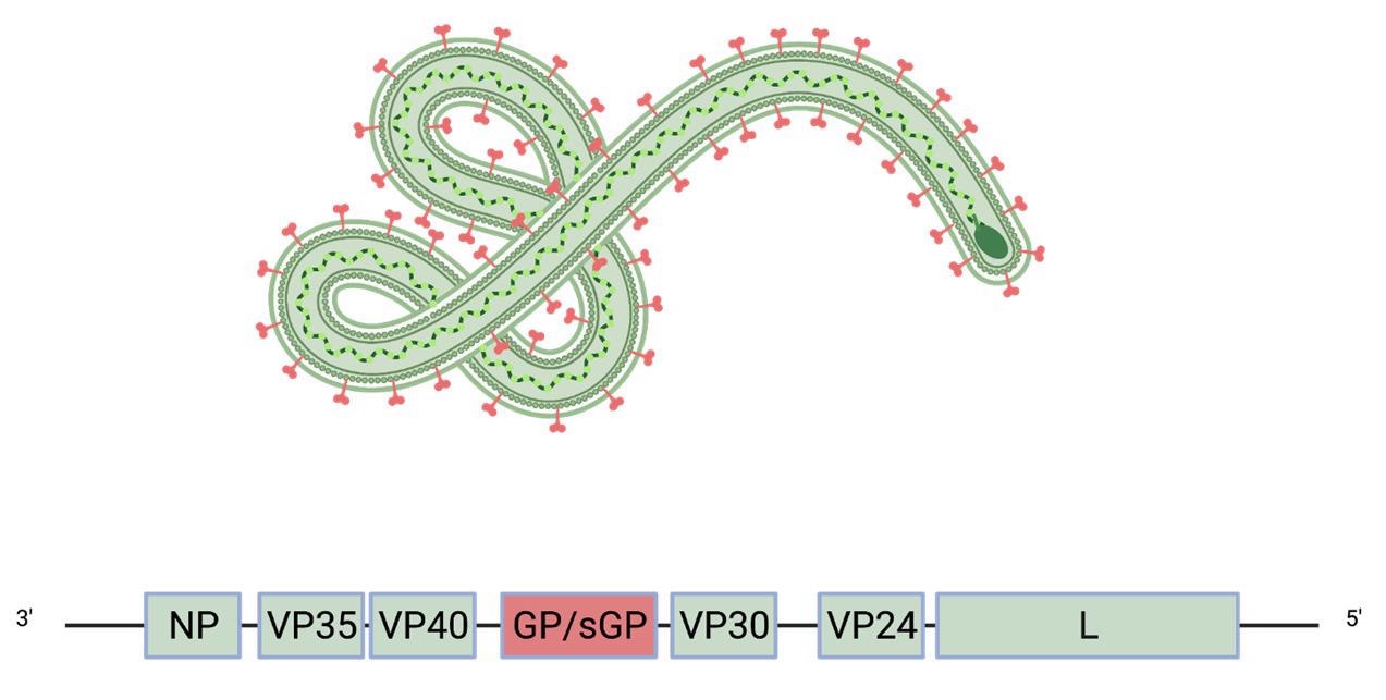 Schematic of the Ebola virus genome and virion. The glycoprotein GP (red) is the only viral protein displayed on the virion surface.