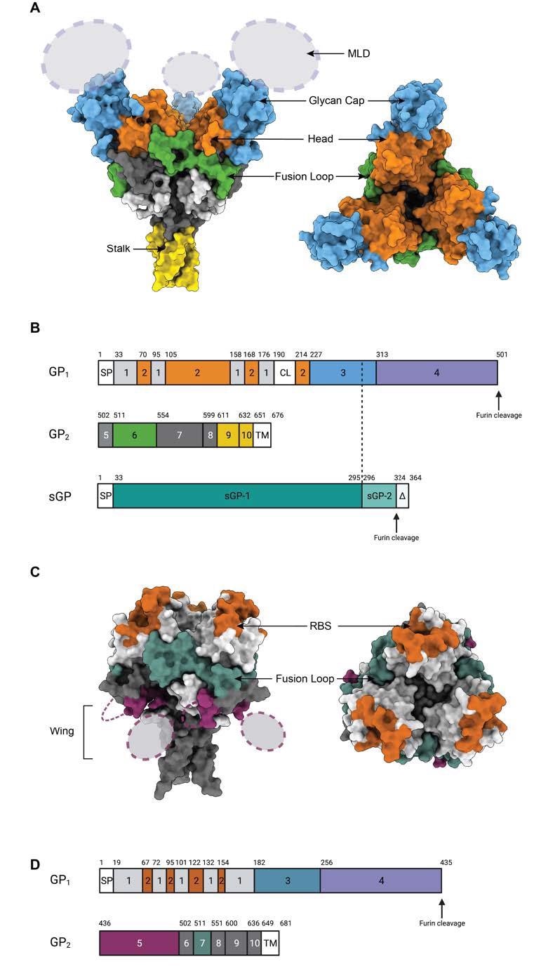 Epitopes on the GP surface. (A) Surface representation of Ebola Virus GP structure (PDB: 5JQ3) colored by domain. Side view and top view of Ebola virus GP are illustrated. (B). Schematic of the EBOV GP sequence. Amino acid numbering is at top, and polypeptide regions that form key domains are numbered in the center of the schematic blocks. 1: portions of the N-terminus of GP1 that form the base, 2: receptor-binding head, 3: glycan cap, 4: mucin-like domain (MLD), 5: GP2 N-terminal peptide; 6: fusion loop, 7: Heptad repeat 1 (HR1), 8 and 9: Heptad repeat 2 (HR2); 9: stalk; and 10: and membrane-proximal external region (MPER), respectively. Other regions include SP: signal peptide, and TM: transmembrane domain. The organization of sGP is illustrated below. The first 295 residues are identical to those in GP1 (labelled sGP-1). Residues 296 through 324 are unique to sGP (labelled sGP-2). The C-terminal sequence, termed delta peptide, is released from sGP by furin cleavage. (C) The surface representation of Marburg Virus GP structure (PDB: 6BP2) colored by domain. Side view and top view of Marburg virus GP are illustrated. (D) Schematic of the MARV GP sequence. Amino acid numbering is at top. 1–2: GP1, with 2 for RBS; 3: glycan cap, 4: MLD, 5: wing; 6: N-terminal loop: 7: fusion loop, 8: HR1, 9: HR2; 10: MPER; SP: signal peptide, and TM: transmembrane domain.