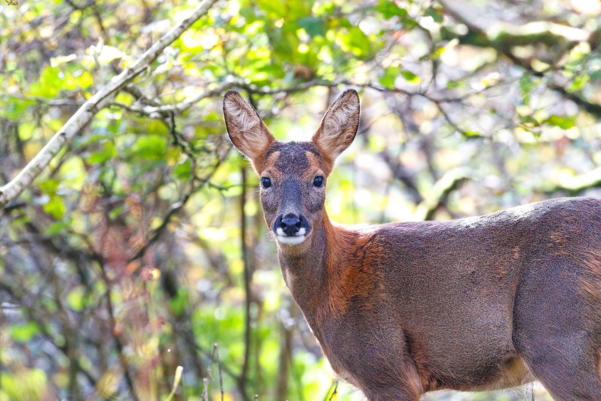 Study: Screening of wild deer populations for exposure to SARS-CoV-2 in the United Kingdom, 2020-2021. Image Credit: Mark Cane / Shutterstock