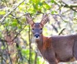 No evidence of SARS-CoV-2 in the U.K.'s wild deer population