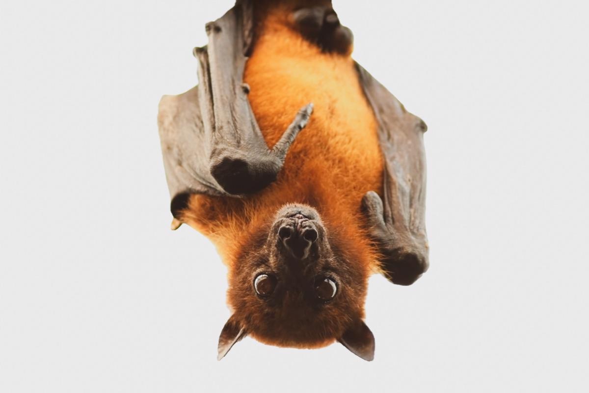 Study: Bats host the most virulent—but not the most dangerous—zoonotic viruses. Image Credit: shutter_o / Shutterstock.com