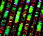 Human genome sequenced in its entirety for the first time
