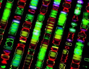Human genome sequenced in its entirety for the first time