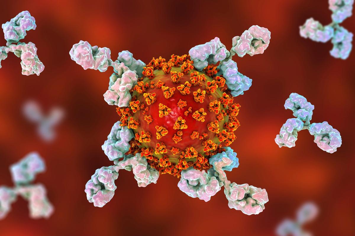 Study: SARS-CoV-2 spike-binding antibody longevity and protection from re-infection with antigenically similar SARS-CoV-2 variants. Image Credit: Kateryna Kon/Shutterstock