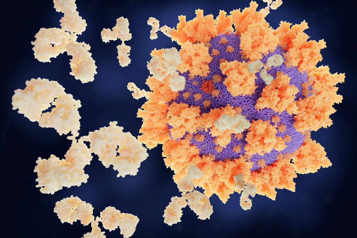 Study: SARS-CoV-2 spike-binding antibody longevity and protection from re-infection with antigenically similar SARS-CoV-2 variants. Image Credit: Juan Gaertner/Shutterstock