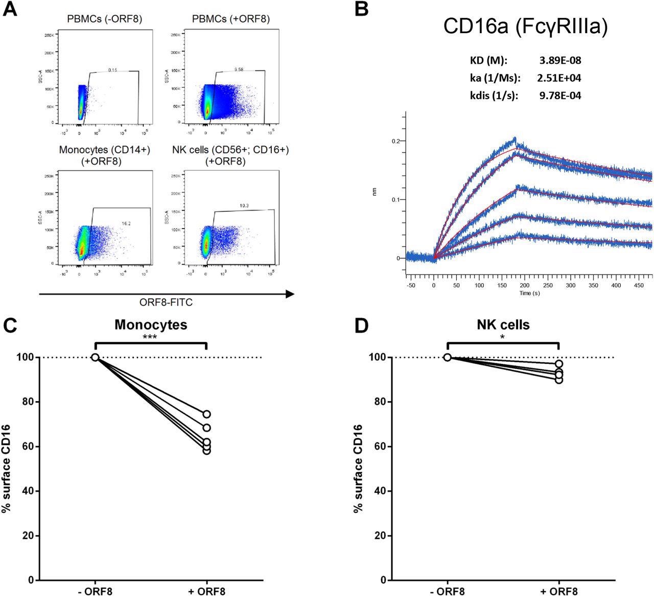 ORF8 binds monocytes and NK cells through CD16a. (A) PMBCs were incubated with FITC-conjugated recombinant ORF8 protein on ice for 30 min, followed by staining with anti-CD14-V450, and anti-CD16-PE-CY7 and anti-CD56-PE antibodies before being fixed with 4% PFA and analyzed with flow cytometer. (B) AR2G biosensors loaded with CD16a protein were soaked in two-fold dilution series of ORF8 (31.25 nM - 500 nM). Raw data are shown in blue and model in red. The affinity constant (KD), on rate (Ka) and off rates (Kdis) were calculated using a 1:1 binding model. (C, D) PBMCs from different donors were thawed and incubated for 16 hours with ORF8. The following day, the PBMCs were stained with anti-CD3, anti-CD14, anti-CD56, anti-CD16 and LIVE/DEAD Fixable Aqua Dead Cell Stain and analyzed by flow cytometry to measure surface levels of CD16 on (C) monocytes (n=5) and (D) NK cells (n=4). Cell-surface CD16 levels in presence of ORF8 were normalized on cell-surface CD16 detected in absence of ORF8. Statistical significance was evaluated using a parametric paired t-test.