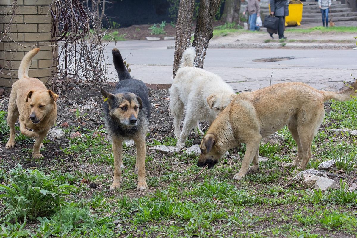 Study: SARS-CoV-2 infection in stray dogs from the Amazon jungle.  Image Credit: DmyTo / Shutterstock
