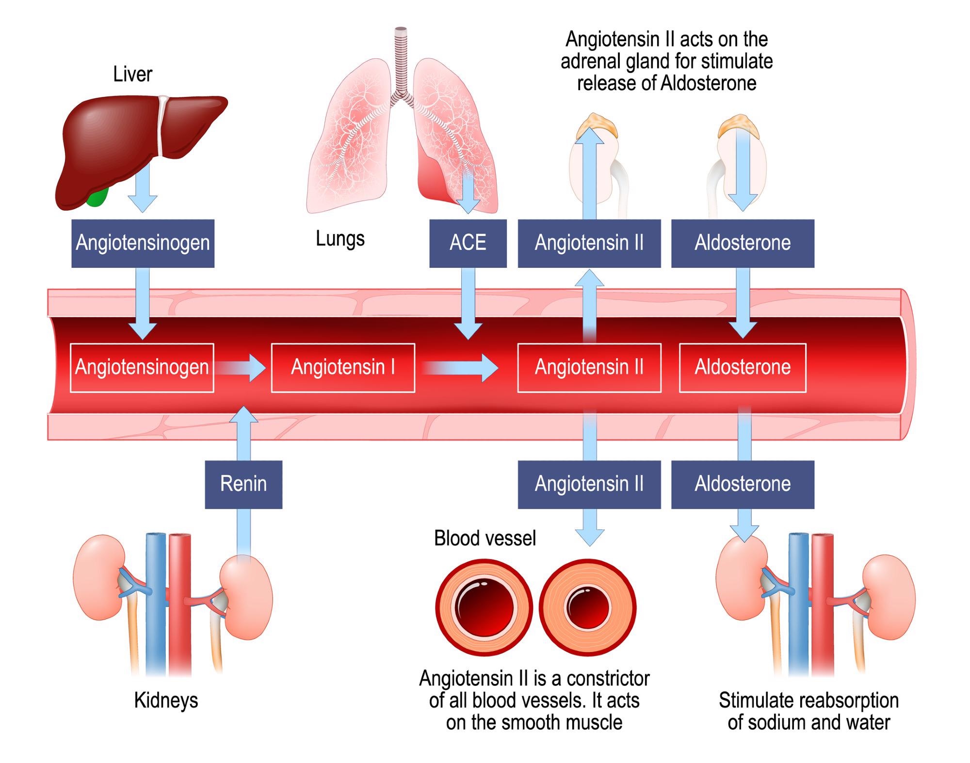 Renin–angiotensin–aldosterone system. Image Credit: Designua / Shutterstock