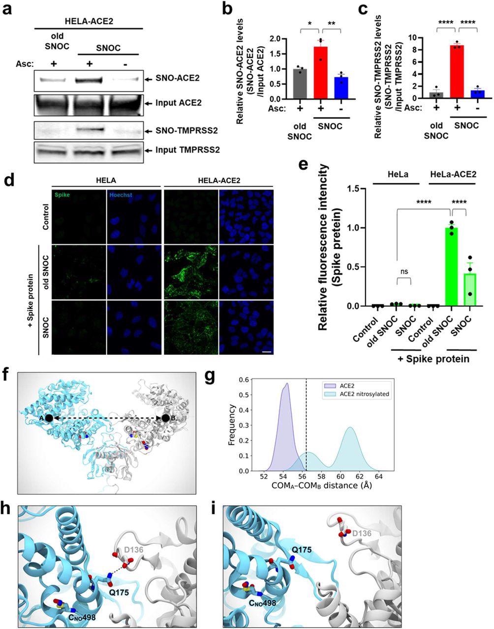 SNOC increases S-nitrosylation of ACE2 and inhibits binding of SARS-CoV-2 Spike (S) protein.a, Assay for SNO-ACE2 and SNO-TMPRSS2 in HeLa-ACE2 cells. Cells were exposed to 100 μM SNOC or, as a control, ‘old’ SNOC (from which NO had been dissipated). After 20 minutes, cell lysates were subjected to biotin-switch assay to assess S-nitrosylated (SNO-) and input (total) proteins detected by immunoblotting with cognate antibody. The ascorbate minus (Asc-) sample served as a negative control. b, c, Ratio of SNO-ACE2/input ACE2 protein and SNO-TMPRSS2/input TMPRSS2 protein. Data are mean + s.e.m., *P < 0.05, **P < 0.01, ***P < 0.001 by ANOVA with Tukey’s multiple comparisons. n = 3 biological replicates. d, HeLa and HeLa-ACE2 cells were pre-exposed to 100 μM SNOC or old SNOC. After 30 minutes, 10 μg/ml of purified recombinant SARS-CoV-2 Spike (S1+S2) protein was incubated with the cells. After 1 h, cells were fixed with 4% PFA for 15 minutes, and bound Spike protein was detected by anti-Spike protein antibody; nuclei stained with 1 μg/ml Hoechst. Cells were imaged by confocal fluorescence microscopy. Scale bar, 20 μm. e, Quantification of relative fluorescence intensity. Data are mean + s.e.m., ****P < 0.0001 by ANOVA with Tukey’s multiple comparisons. n = 3 biological replicates. f, Molecular representation of the S-nitrosylated-ACE2/RBD model upon transient detachment at the level of the peptidase domain dimeric interface. SNO-Cys261 and SNO-Cys498 are shown with Van der Waals spheres. The black dots indicate qualitative placement of centers of mass (COM) for each ACE2 protomer, and the dashed arrow represents the distance between COMs. Spike’s RBDs and N-glycans, which were included in the simulation, are hidden for image clarity. SpBD, Spike binding domain; CLD, collectrin-like domain; PD, peptidase domain. g, Distribution of the distance between COMs from molecular dynamics simulations of WT ACE2/RBD (purple) vs. nitrosylated-ACE2/RBD (cyan). Dashed black line at approximately 56.5 Å indicates the reference distance between COMs calculated from the cryo-EM structure (PDB: 6M17). S-Nitrosylated-ACE2/RBD shows an overall larger distance between COMs with a bimodal distribution. h, Close-up image illustrating Q175A to D136B interaction present in starting conformations of the S-nitrosylated-ACE2 system. i, Close-up image illustrating the disruption of the interaction between Q175A and D136B occurring along the dynamics of the S-nitrosylated-ACE2 system.
