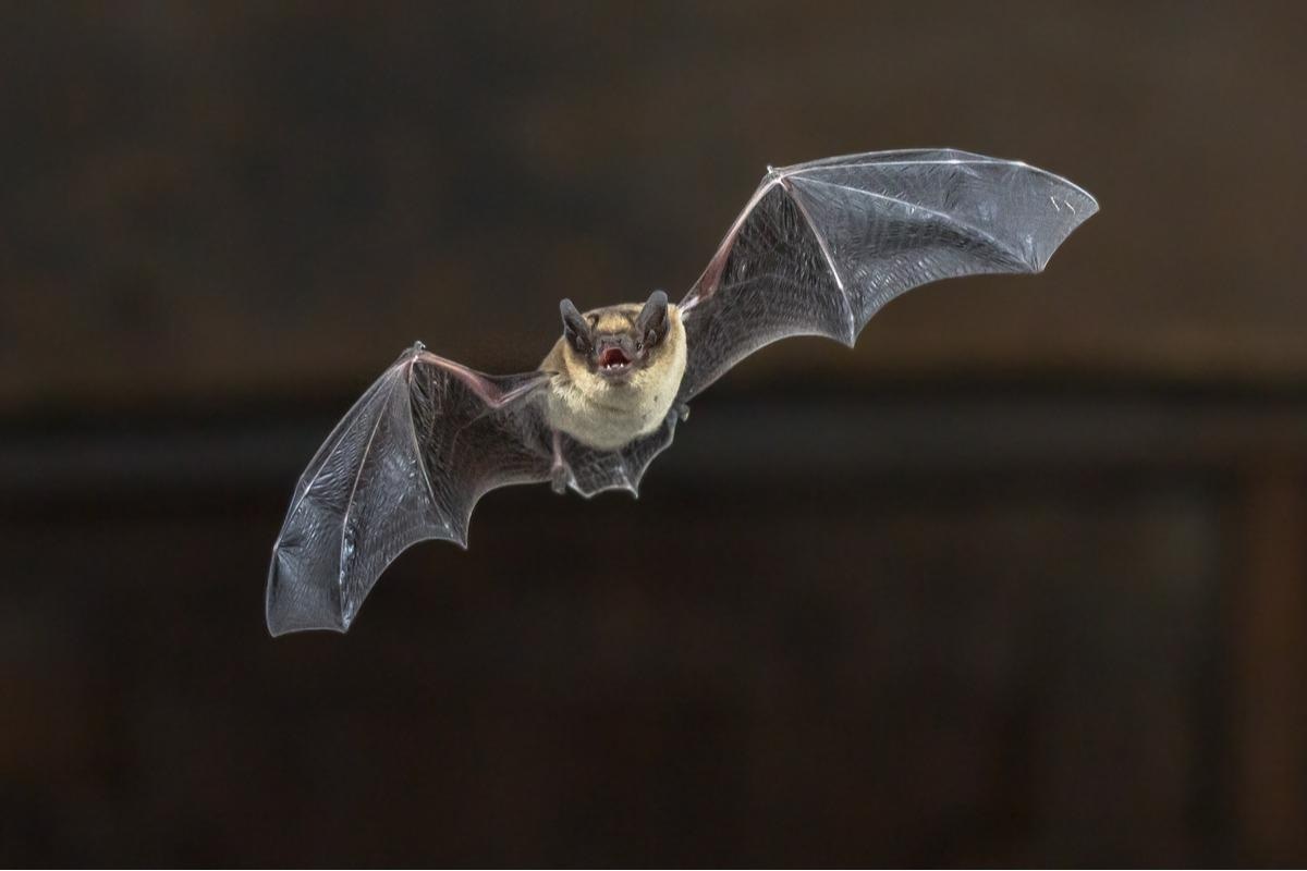 Study: Distinct evolutionary trajectories of SARS-CoV-2 interacting proteins in bats and primates identify important host determinants of COVID-19. Image Credit: Rudmer Zwerver/Shutterstock