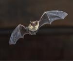 Exploring evolutionary trajectories of SARS-CoV-2 interacting proteins in bats and primates