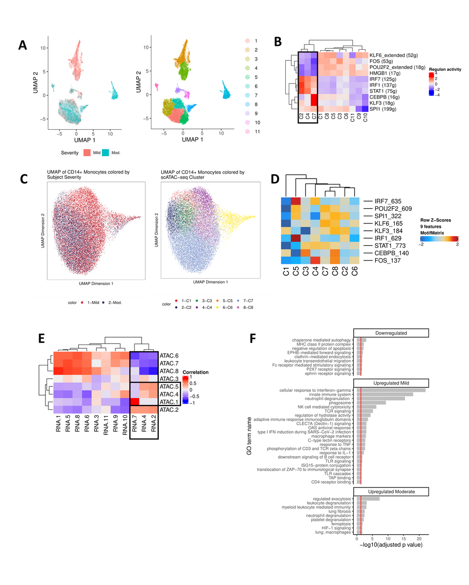 CD14+ monocytes undergo extensive chromatin remodeling prior to seroconversion and harbor severity-specific epigenetic biomarkers. (A) scRNA-seq UMAP of all CD14+ monocytes collected from mild and moderate IgG- subjects. UMAP colored by disease severity (left) and cluster number (right). (B) Heat map depiction of regulon activity computed for each scRNA-seq cluster using SCENIC. Activity of the top 10 regulons (right) is plotted for each cluster of cells from the UMAP (bottom). The black box indicates clusters of interest. (C) scATAC-seq UMAP of all CD14+ monocytes collected from IgG- mild and moderate subjects. UMAP colored by disease severity (left) and cluster number (right). (D) Heat map depiction of transcription factor motif enrichment of identified regulons (right) plotted for each scATAC-seq cluster (bottom). (E) Correlation plot using regulon activity to link clusters between scRNA-seq (columns) and scATAC-seq (rows). Black box indicates clusters of interest. (F) Functional enrichment analysis for regulons down-regulated (KLF6, FOS, POU2F2, HMGB1) or up-regulated (mild: IRF7, IRF1, STAT1; moderate: CEBPB, KLF3) in scRNA-seq clusters 2, 4, and 7 (panel E).