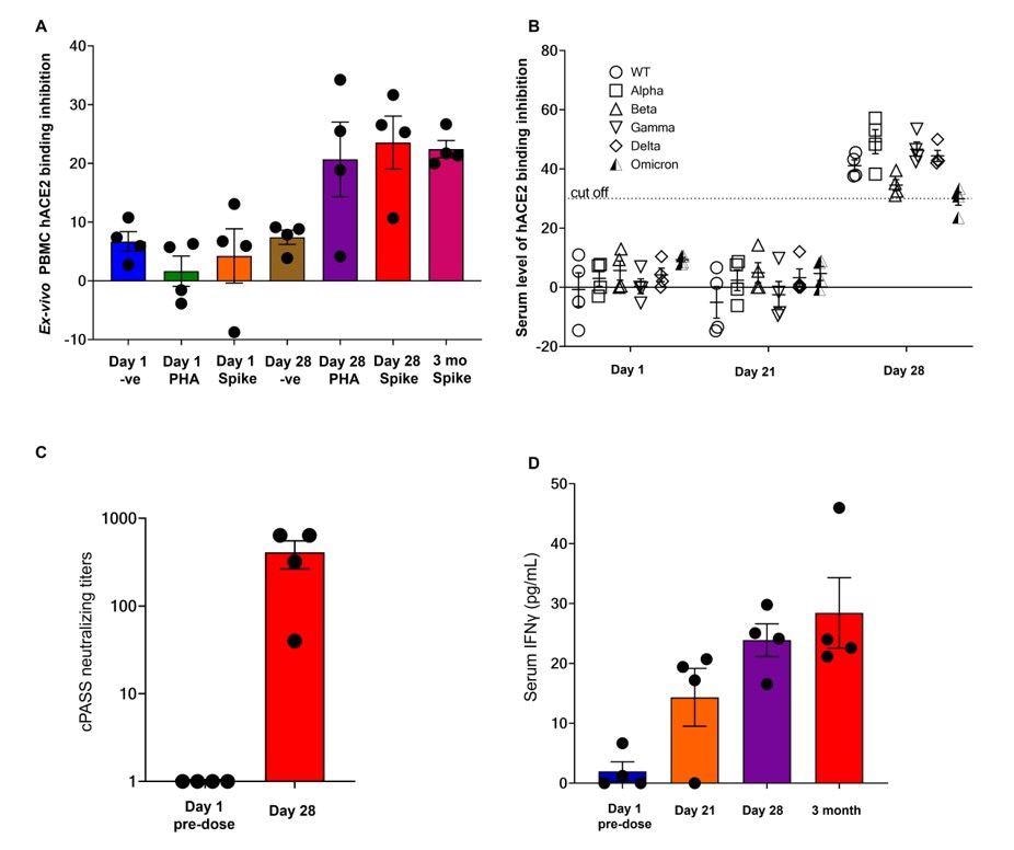 Neutralization data and serum IFNγ from the first 4 EDV-COVID clinical trial volunteers at 28 days and 3 months post-initial injection. (A) The neutralizing effect of ex-vivo PBMC supernatant on SARS-CoV-2 RBD binding to hACE2 protein post-PHA or spike protein stimulation on day 1, day 28 and 3 months as analysed using the cPASS assay. (B) Surrogate virus neutralization assay again wildtype and Alpha, Beta, Gamma, Delta and Omicron variants from the serum of the first 4 healthy volunteers on day 1, day 21 and day 28.  (C) Serum neutralizing antibody titers against the SARS-CoV-2 wildtype RBD. (D) Serum IFNγ levels of the first 4 healthy volunteers on day 1, day 21, day 28 and 3 months.