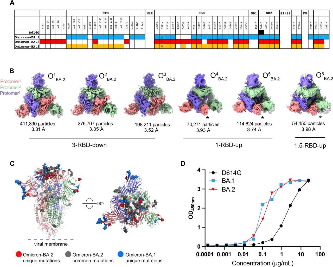Structural characterization of SARS-CoV-2 Omicron-BA.2 spike (S) protein. ​​​​​​​A. Comparison of residue changes in the S protein ectodomain (S-GSAS) of SARS-CoV-2 D614G and Omicron variants. Residue changes from the original Wuhan strain are color-coded for the variants: D614G (black), BA.1 (blue), BA.2 (red), and BA.3 (yellow). B. Cryo-EM reconstructions of Omicron-BA.2 S protein 3-RBD-down (O1BA.2: EMD-26433, PDB 7UB0; O2BA.2: EMD-26435, PDB 7UB5; O3BA.2: EMD-26436, PDB 7UB6), 1-RBD-up (O4BA.2, O5BA.2), and 1.5-RBD-up (O6BA.2) states, colored by protomer, and viewed from the host cell membrane. In the 1-RBD-up reconstructions, the “up” RBD is indicated by an asterisk (*). C. Omicron-BA.2 spike 3- RBD-down (O1BA.2: EMD-26433, PDB 7UB0) structure colored by protomer, with common mutations shown by gray spheres, BA.2 unique mutations in red, and BA.1 unique mutations blue. D. ACE-2 binding to SARS-CoV-2 S proteins measured by ELISA.