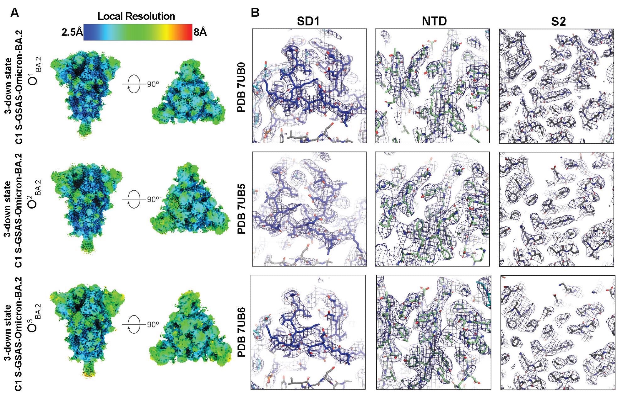 Quality assessment of the cryo-EM map and model fitting, (A) Refined maps colored by local resolution ranging from 2.5Å to 8Å. (B) Zoomed in views of SD1, NTD, and S2.