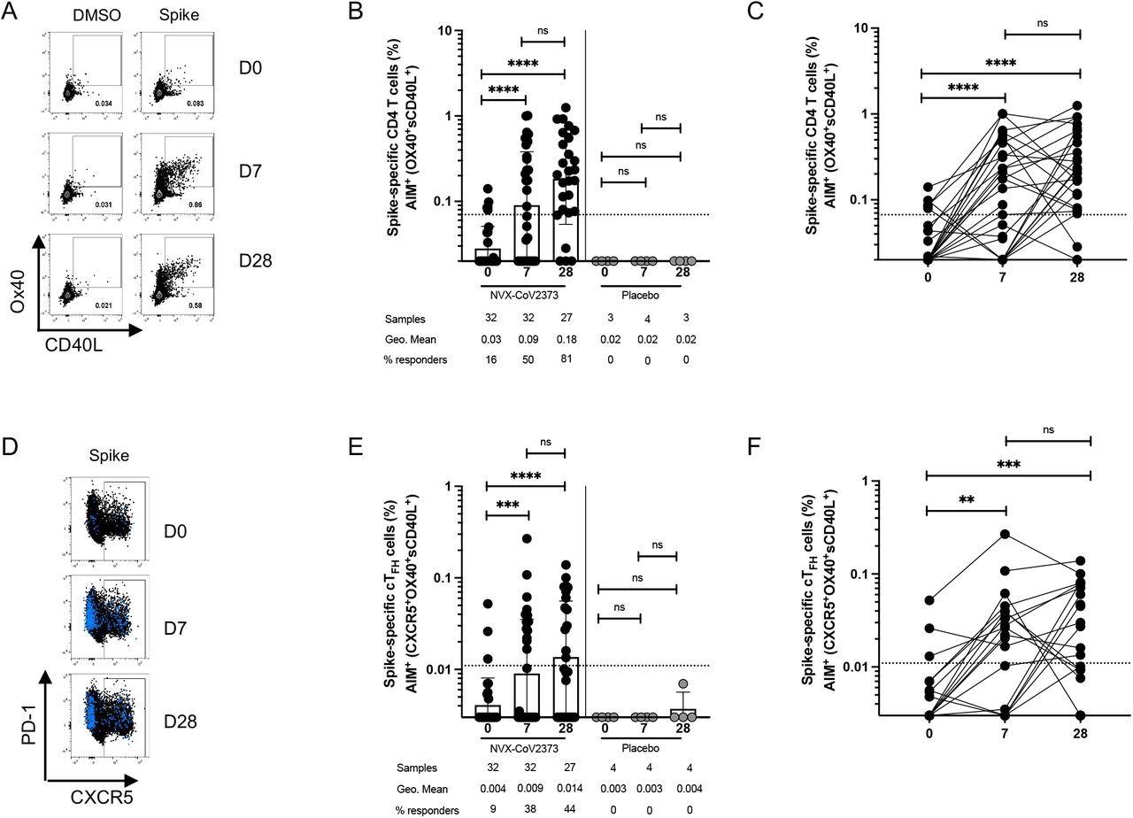 Spike-specific CD4+ T cells following NVX-CoV2373 vaccination. (A) Representative FACS plots of AIM+ (sCD40L+OX40+) CD4+ T cells at D0, D7 and D28 post-vaccination. (B-C) Spike-specific AIM+ CD4+ T cell responses in vaccinees (black dots) and placebo controls (grey dots). The same data is graphed as grouped (B) and paired comparisons (C). (D) Representative FACS plots of AIM+ CD4+ CXCR5+ cTFH cells (blue dots are AIM+ CD4+ T cells overlaid on total CD4+ T cells in black). (E-F) Spike-specific AIM+ cTFH cell responses in vaccinees and placebo controls. The same data is graphed as grouped (E) and paired comparisons (F). Dotted line indicates the limit of quantitation (LOQ) for the assay, and is calculated as the geometric mean of all sample DMSO wells multiplied by the geometric SD factor. % responders are calculated as responses ≥ LOQ divided by the total samples in the group.
