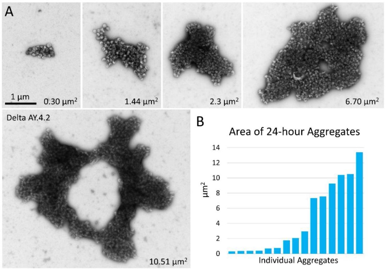 Negative stain TEM of Delta and Delta AY.4.2 aggregates 24 hours after harvest from producer cells. (A) Images of aggregates of Delta and Delta AY.4.2 PPs representing range of sizes observed after storage overnight at 4°C. The area occupied by each aggregate is indicated in the lower right corner. One donut-shaped Delta AY.4.2 aggregate is labeled, all other aggregates are Delta PPs (unlabeled). All images are scaled the same and scale bar is indicated. (B) Graph shows an ordered list of the areas of Delta aggregates.