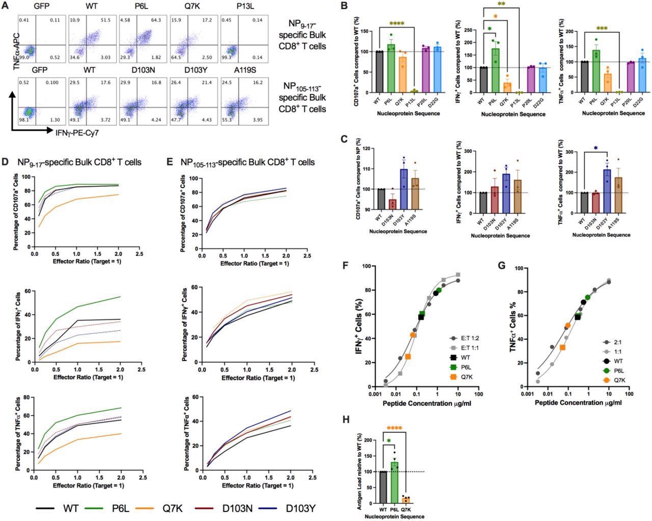 Mutations in flanking regions of epitopes alter CD8+ T Cell responses, (A) Intracellular cytokine staining of NP9-17 or NP105-113 epitope-specific bulk CD8+ T cells following incubation with GFP-or NP-transduced B cells. (B) CD8+ T Cell responses to mutations flanking NP9-17 were analyzed by flow cytometry at an E:T ratio of 2:1. (C) CD8+ T Cell responses to mutations flanking NP105-113 were analyzed by flow cytometry at an E:T ratio of 2:1. (D-E) Selected mutations were investigated in more detail by altering the E:T ratio from 2:1 to 0.1:1. (F) IFNγ titration curve in response to NP9-17 epitope peptide for NP9-17-specific bulk CD8+ T cells with NP-transduced B cell responses overlaid. (G) TNFα titration curve in response to NP9-17 epitope peptide for NP9- 17-specific bulk CD8+ T cells with NP-transduced B cell responses overlaid. (H) Estimated peptide load values were normalized to WT-NP levels. Data is presented as mean ±SEM and was analyzed by one-way ANOVA and Dunnett’s multiple comparisons test. *p<0.05, **p<0.01, ***p<0.001, ****p<0.0001.