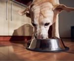 Dog owners' feeding habits and the impact of FDA hygiene protocols on dog food dish contamination