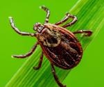 Case of probable transmission of tick-borne encephalitis virus from an unvaccinated mother to an infant through breast-feeding