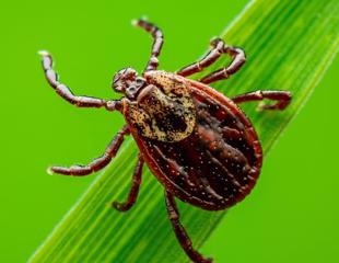 Case of probable transmission of tick-borne encephalitis virus from an unvaccinated mother to an infant through breast-feeding