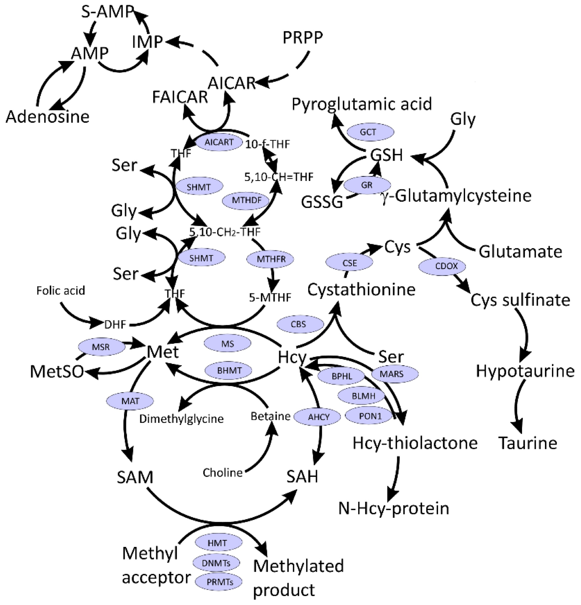 Interconnections between metabolism of folate, one-carbon, and sulfur compounds. Indicated metabolites are discussed in the text. CysGly, a product of GSH catabolism, affected in COVID-19 and discussed in the text, is not shown.